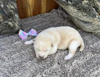 Sky, a female Shiba Inu for sale in Mammoth Spring, AR – 1 of 5