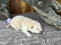 Sky, a female Shiba Inu for sale in Mammoth Spring, AR – 5 of 5