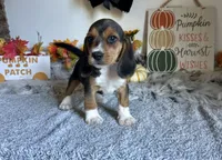 Floki , a male Beagle for sale in Mammoth Spring, AR – 4 of 5