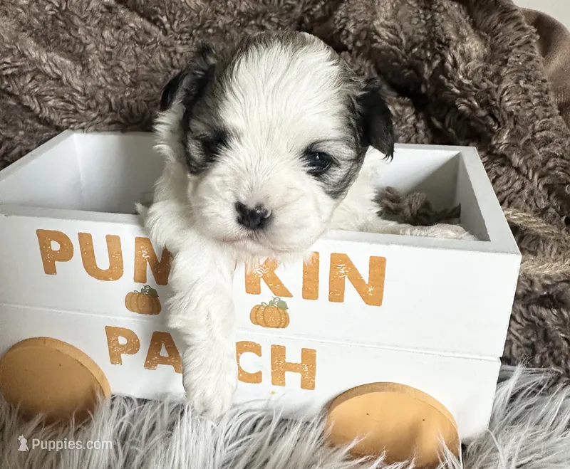 Aubrey  – Mal Shi puppy for sale in Mammoth Spring, AR
