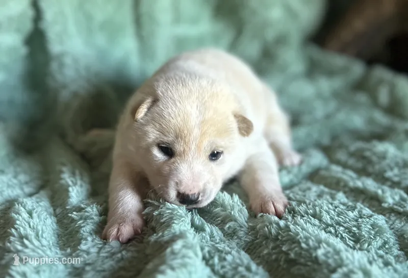 Flick – Shiba Inu puppy for sale in Mammoth Spring, AR
