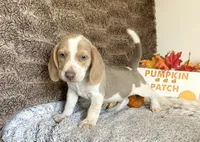 Staton, a male Beagle for sale in Mammoth Spring, AR – 2 of 5