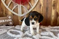 processed/9dd07f46-76e5-41bd-82ce-4d5454d90aef/listing/ad1f149a-99a6-4e09-935e-f7b84c7ee032/5b34d277-06cc-42bc-92f8-a6525cda5c4e