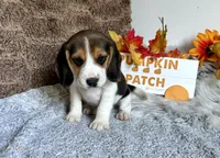 Shiloh , a male Beagle for sale in Mammoth Spring, AR – 4 of 4