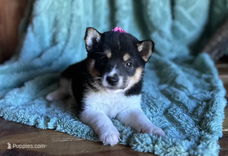 River – Shiba Inu puppy for sale in Mammoth Spring, AR