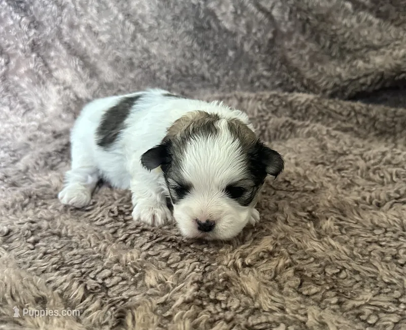 Aubrey  – Mal Shi puppy for sale in Mammoth Spring, AR