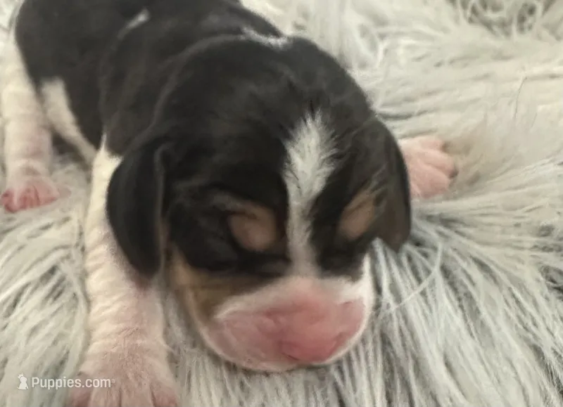 Shiloh  – Beagle puppy for sale in Mammoth Spring, AR