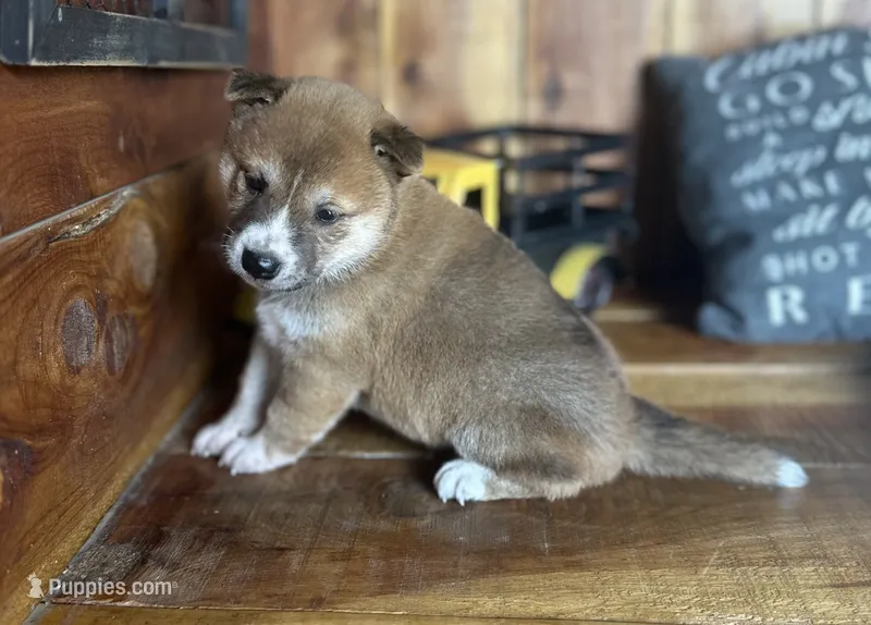 Koda – Shiba Inu puppy for sale in Mammoth Spring, AR