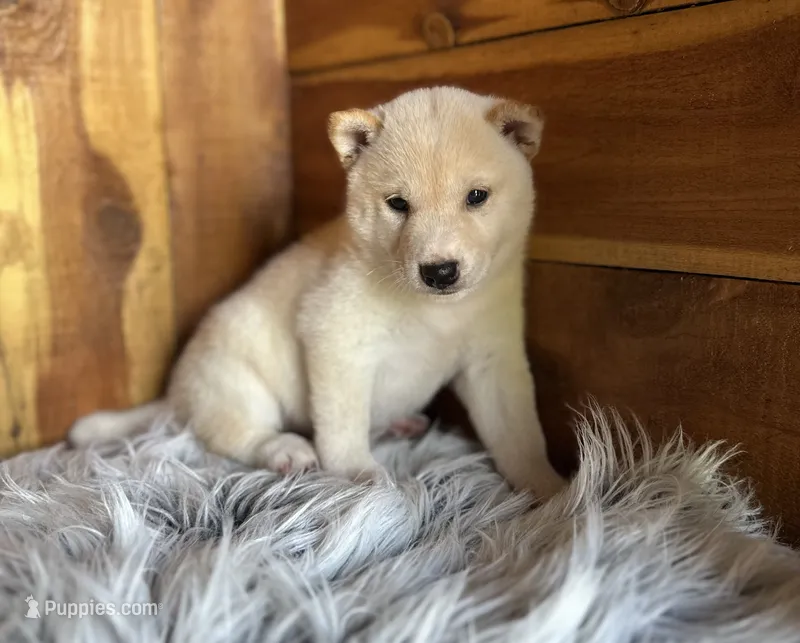 Echo – Shiba Inu puppy for sale in Mammoth Spring, AR