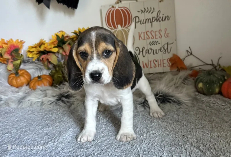 Mickey – Beagle puppy for sale in Mammoth Spring, AR