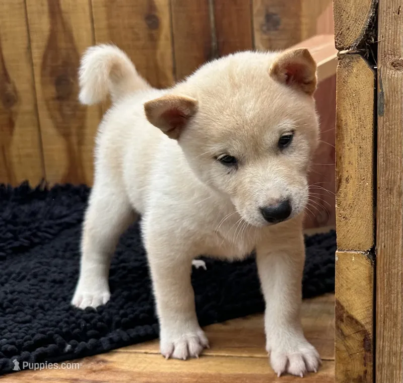 Echo – Shiba Inu puppy for sale in Mammoth Spring, AR