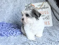 Aubrey , a female Mal Shi for sale in Mammoth Spring, AR – 3 of 6