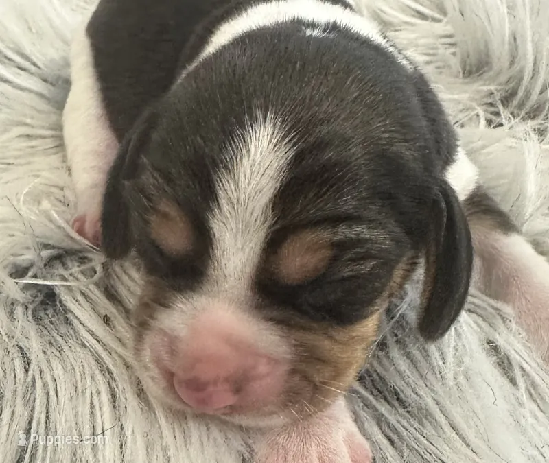 Tinkerbell  – Beagle puppy for sale in Mammoth Spring, AR