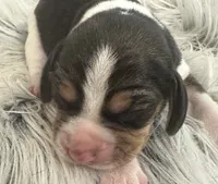 Tinkerbell , a female Beagle for sale in Mammoth Spring, AR – 1 of 5