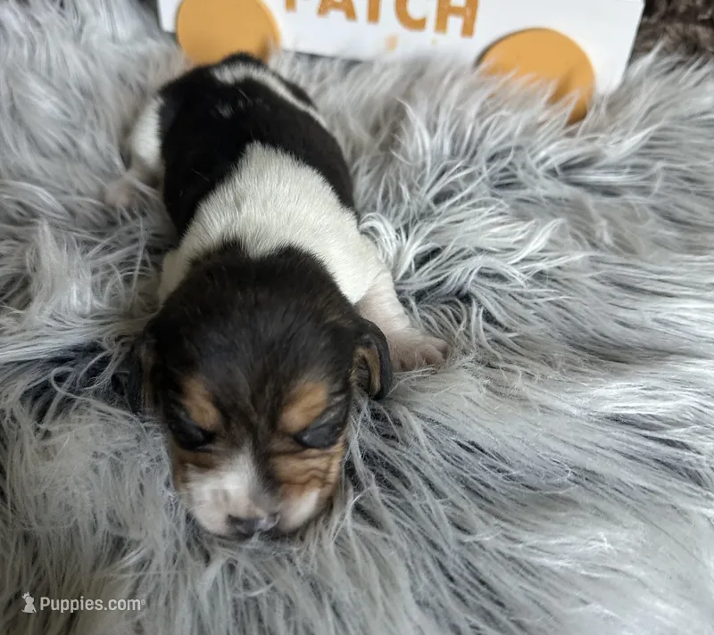 Leif – Beagle puppy for sale in Mammoth Spring, AR