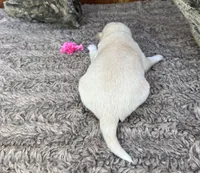 Ember, a female Shiba Inu for sale in Mammoth Spring, AR – 2 of 4