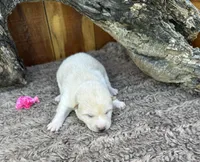 Ember, a female Shiba Inu for sale in Mammoth Spring, AR – 3 of 4