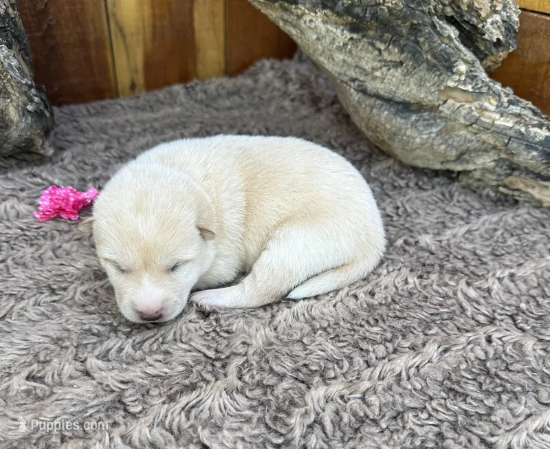 Ember – Shiba Inu puppy for sale in Mammoth Spring, AR