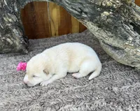 Ember, a female Shiba Inu for sale in Mammoth Spring, AR – 4 of 4