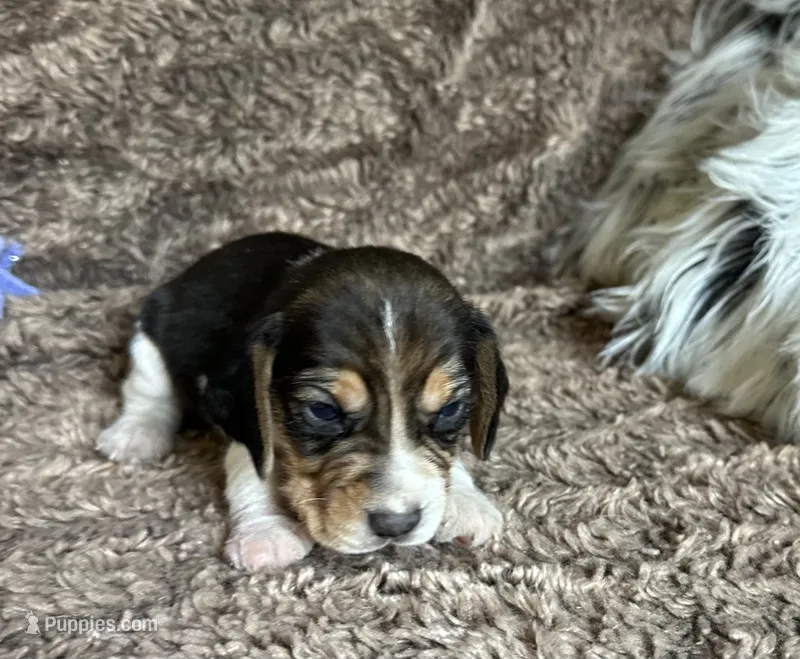 Pluto  – Beagle puppy for sale in Mammoth Spring, AR