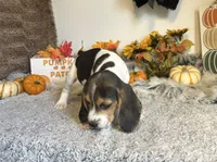 Mickey, a male Beagle for sale in Mammoth Spring, AR – 2 of 6