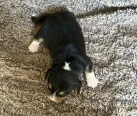 Floki , a male Beagle for sale in Mammoth Spring, AR – 6 of 7