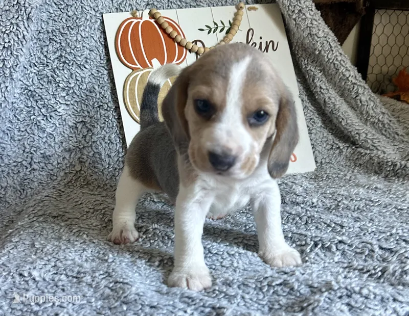 Prince Eric – Beagle puppy for sale in Mammoth Spring, AR