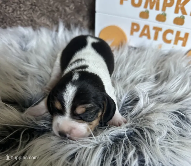 Mickey – Beagle puppy for sale in Mammoth Spring, AR