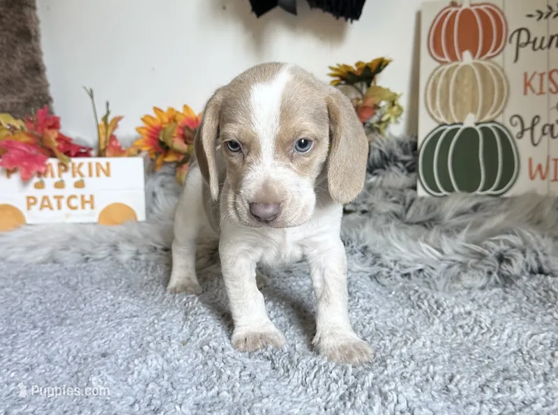 Staton – Beagle puppy for sale in Mammoth Spring, AR