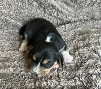 Floki , a male Beagle for sale in Mammoth Spring, AR – 5 of 7