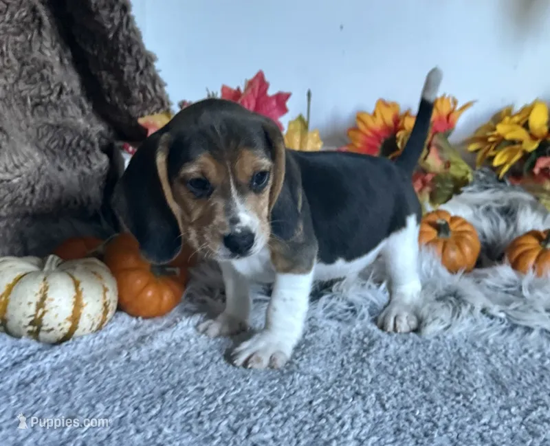 Pluto  – Beagle puppy for sale in Mammoth Spring, AR
