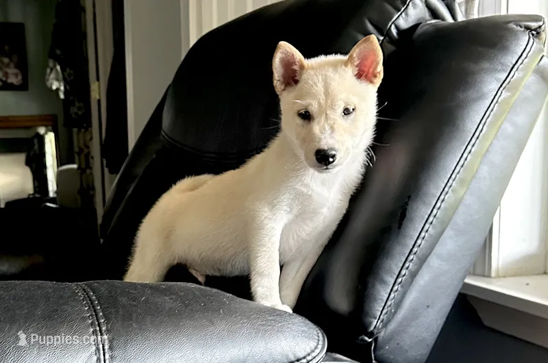 Echo – Shiba Inu puppy for sale in Mammoth Spring, AR