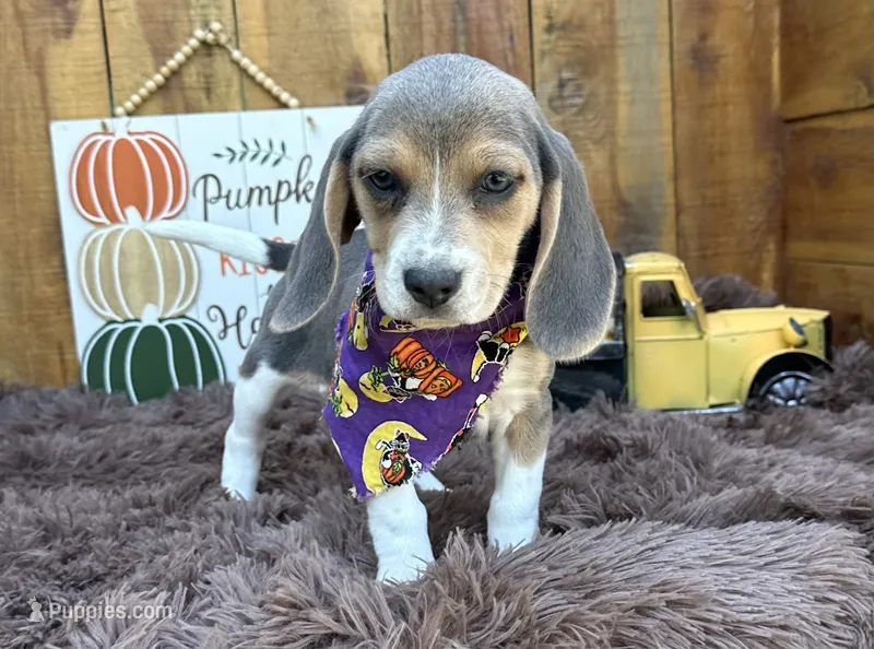 Cinderella – Beagle puppy for sale in Mammoth Spring, AR