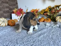 Pluto , a male Beagle for sale in Mammoth Spring, AR – 4 of 6