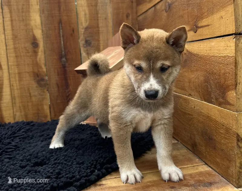 Koda – Shiba Inu puppy for sale in Mammoth Spring, AR