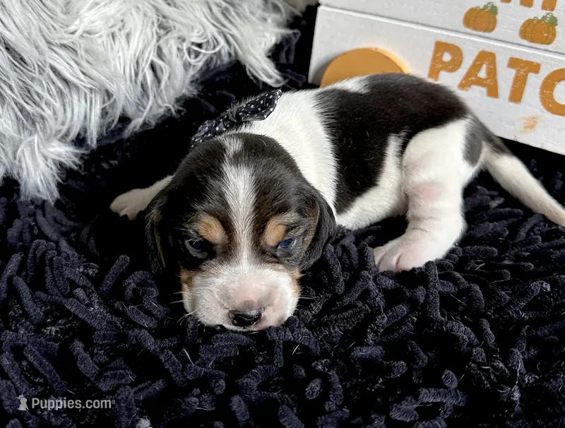 Mickey – Beagle puppy for sale in Mammoth Spring, AR