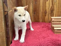 Echo, a male Shiba Inu for sale in Mammoth Spring, AR – 5 of 7