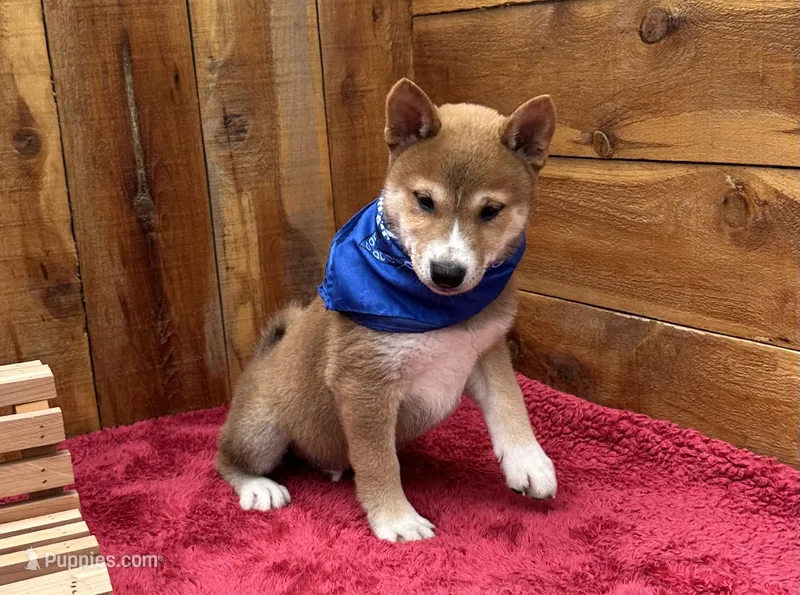 Koda – Shiba Inu puppy for sale in Mammoth Spring, AR