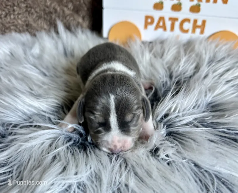 Cinderella – Beagle puppy for sale in Mammoth Spring, AR