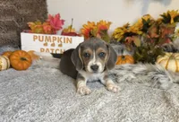 Cinderella, a female Beagle for sale in Mammoth Spring, AR – 4 of 6