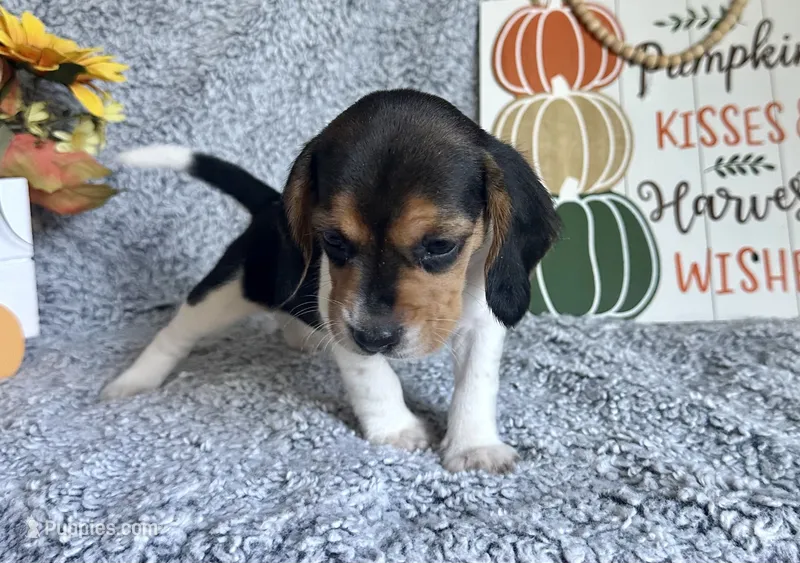 Shay – Beagle puppy for sale in Mammoth Spring, AR