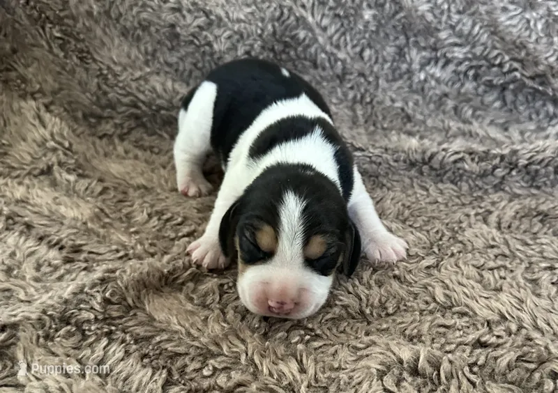 Scooby – Beagle puppy for sale in Mammoth Spring, AR
