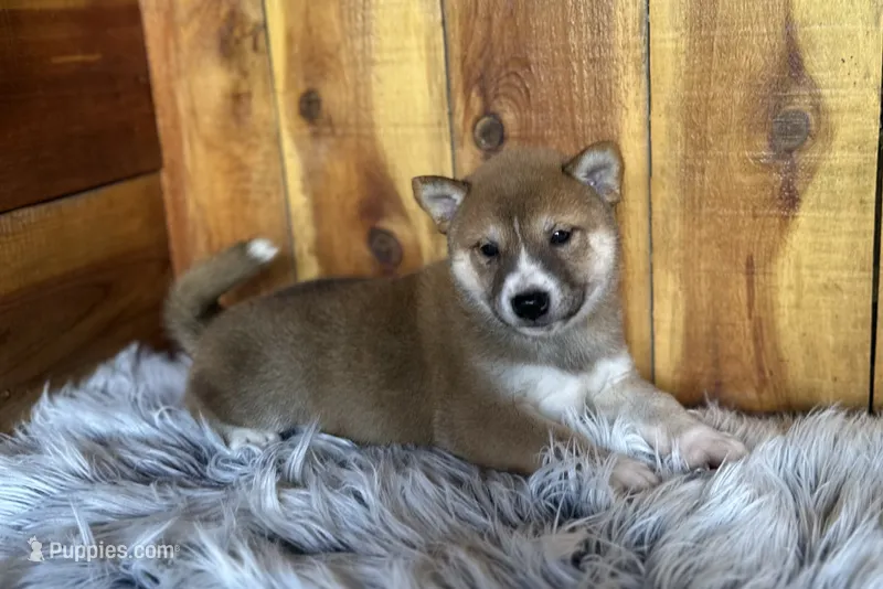 Koda – Shiba Inu puppy for sale in Mammoth Spring, AR