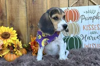 Mickey , a male Beagle for sale in Mammoth Spring, AR – 6 of 6