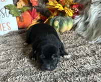 Midnight , a male Shiba Inu for sale in Mammoth Spring, AR – 6 of 7