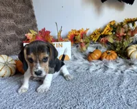 Pluto , a male Beagle for sale in Mammoth Spring, AR – 2 of 6
