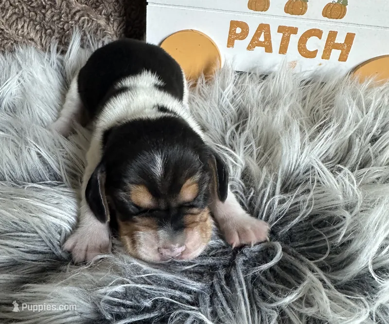 Shay – Beagle puppy for sale in Mammoth Spring, AR