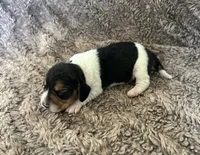 Leif, a male Beagle for sale in Mammoth Spring, AR – 4 of 7