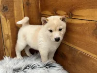 Echo, a male Shiba Inu for sale in Mammoth Spring, AR – 4 of 7
