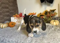Mickey, a male Beagle for sale in Mammoth Spring, AR – 6 of 6